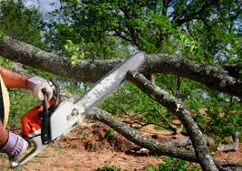 Best Tree and Shrub Care  in Weyauwega, WI